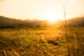 Crop field at golden hour