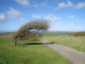 Wind blown golf course