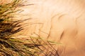 Wind blown grass on sand dun