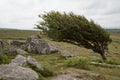 Wind-blown hawthorn tree in Bodmin Moor, Cornwall UK Royalty Free Stock Photo