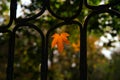 A wind-blown leaf on a metal fence