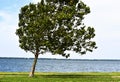 Wind Blown leaning tree on the shore of Lake Hefner