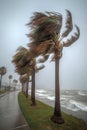 wind-blown palm trees bending during hurricane Royalty Free Stock Photo