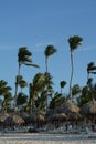 Wind blown Palm trees on a deserted beach Royalty Free Stock Photo