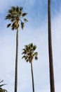 Wind Blown Palm Trees # 2 Royalty Free Stock Photo