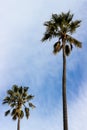 Wind Blown Palm Trees Royalty Free Stock Photo