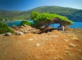 Wind blown pine tree. Royalty Free Stock Photo