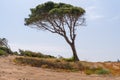 Wind blown pine tree with trunk leaning to the side Royalty Free Stock Photo