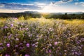 Wind-Blown Purple Asters at Sunset in Northern New Mexico