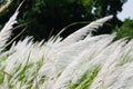 Wind blown reeds Royalty Free Stock Photo