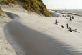 Wind-blown rippled sand texture in the sand dunes of the Baltic Sea coast, sand wave on the beach Royalty Free Stock Photo