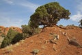 Wind blown Rocky Mountain Juniper and red clay Royalty Free Stock Photo