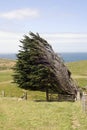 Wind blown tree