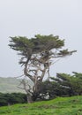 Wind blown tree along the Oregon coast Royalty Free Stock Photo