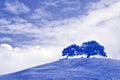 Wind blown tree atop large grassy hill in Sonoma.