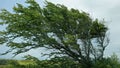 Wind Blown Tree on the Big Island Royalty Free Stock Photo