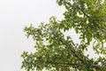 Wind blown tree before rain Royalty Free Stock Photo