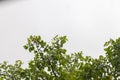 Wind blown tree before rain Royalty Free Stock Photo