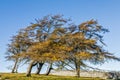 Wind blown trees in field