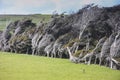 Wind Blown Trees, Slope Point