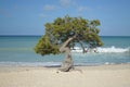 Wind Blown Watapana Tree in Aruba