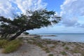 Wind blown Watapana Tree on The Coast of Aruba
