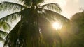 The wind blows the coconut tree. The flyers are light from the sun, seeping through the coconut leaves..In summer in Thailand