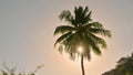 The wind blows the coconut tree. The flyers are light from the sun, seeping through the coconut leaves..In summer in Thailand