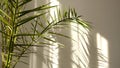 Morning sun lighting the room, shadow background overlays. Transparent shadow of tropical leaves. Abstract gray shadow Royalty Free Stock Photo