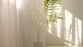 Morning sun lighting the room, shadow background overlays. Transparent shadow of tropical leaves. Abstract gray shadow Royalty Free Stock Photo