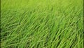 The wind blows rice leaves in the growing season.