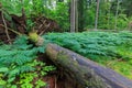 Wind broken old Norwegian spruce tree lying