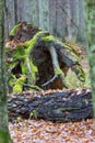 Wind broken old Pine Tree stump Royalty Free Stock Photo