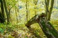 Wind broken tree in the forest