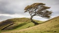 Wind carved tree on hillside epitomizes the essence of untouched natural wilderness