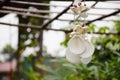 Wind chime made from shells hanging on roof Royalty Free Stock Photo