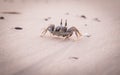 The wind crabs walk for food on the beach.