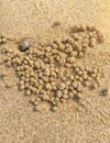 Wind crabs dig holes on the sand