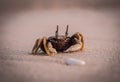 The wind crabs walk for food on the beach.