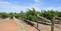 Wind Damaged Row of Vines. Royalty Free Stock Photo