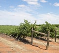 Wind Damaged Rows of Chardonnay Vines.