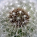 Wind Dandelion Royalty Free Stock Photo