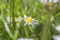 Field of camomile plants on garden Royalty Free Stock Photo