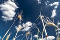 Wind energy park in Germany Royalty Free Stock Photo