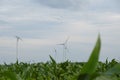 Wind energy.Wind turbines in a corn field. Alternative energy sources. Royalty Free Stock Photo