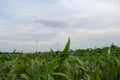 Wind energy.Wind turbines in a field. Alternative energy sources. Royalty Free Stock Photo