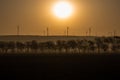 Wind farm landscape. At sunrise Royalty Free Stock Photo