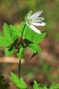 Wind-flower