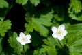 Wind flower