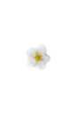 Wind Flower, Early Spring Flower, Anemone Nemorosa. White flower isolated on white background. Top view, flat lay.